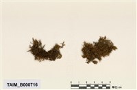 藏品(尖葉擬船葉苔)的圖片